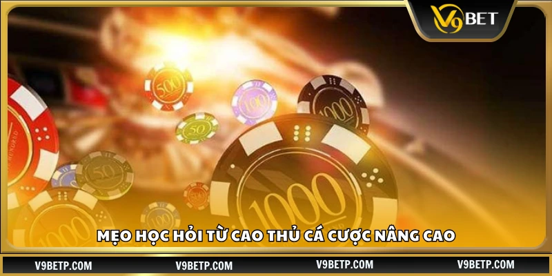 Mẹo học hỏi từ cao thủ cá cược chuyên nghiệp